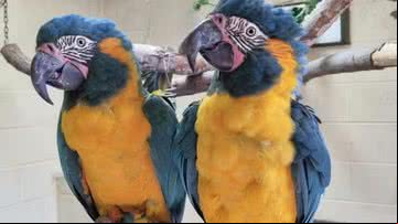 Lily e Margot, os papagaios que fugiram - Zoológico de Londres
