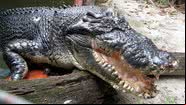 Cassius, maior crocodilo em cativeiro do mundo - Divulgação/Guinness World Records