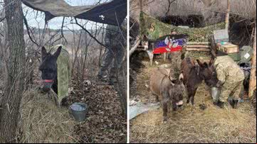 Russos têm usado burros e cavalos na guerra - Reprodução/Telegram (@mag_vodogray)