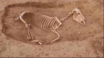 Esqueleto de cavalo descoberto na Alemanha - Divulgação/Secretaria Estadual de Preservação de Monumentos do Conselho Regional de Stuttgart/ArchaeoBW