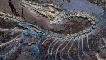 Fóssil encontrado de Archaeopteryx - Divulgação/Delaney Drummond