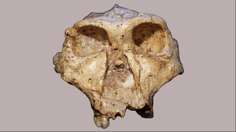 Um crânio de P. robustus que foi estudado quanto às características dentárias - Divulgação/Ian Towle