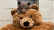 Filhote de urso-negro criado pela San Diego Humane Society - Divulgação/San Diego Humane Society
