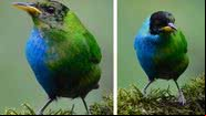 Saí-verde meio macho, meio fêmea - Divulgação