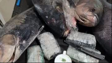 Peixes encontrados com cocaína em seus interiores - Reprodução / Polícia Federal